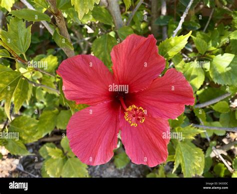 Beautiful Single Red Hibiscus Flower Stock Photo Alamy