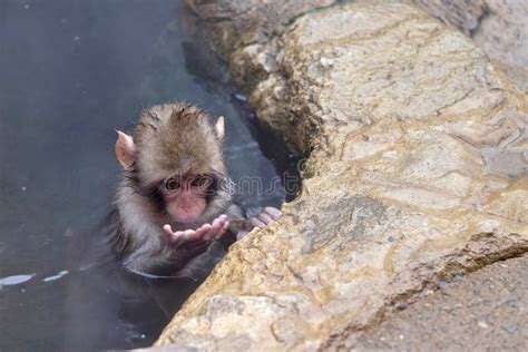 Baby Monkey In Hot Spring Looking At Its Hand Stock Image Image Of Jigokudani Warm