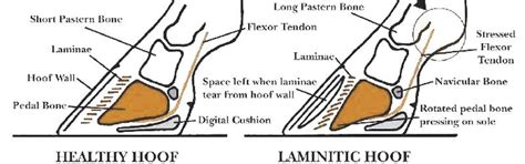 Can The Right Horse Feed Prevent Laminitis? - Horse & Pet Feeds Animal Feed