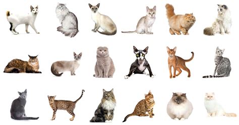 Most People Can't Identify 12 Of Cat Breeds — Can You? Quiz