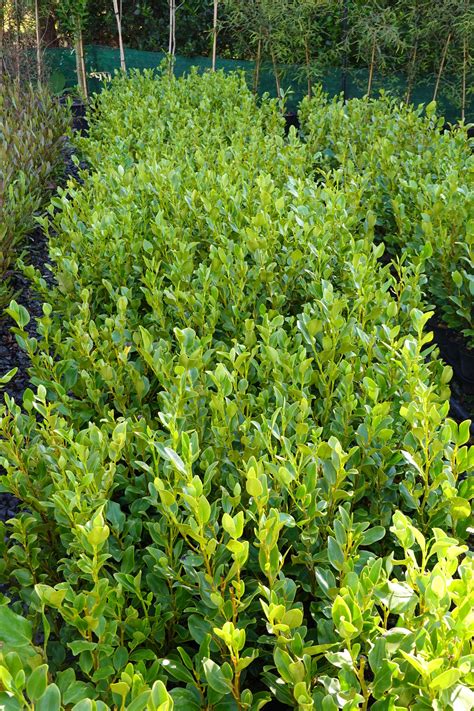 Kapuka Griselinia Littoralis Mangawhai Natives