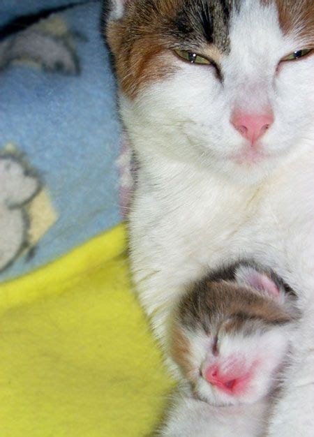 Cute Loving Cat Mama Cuddling Her Baby Kitten Mama Cat Cute Cats And