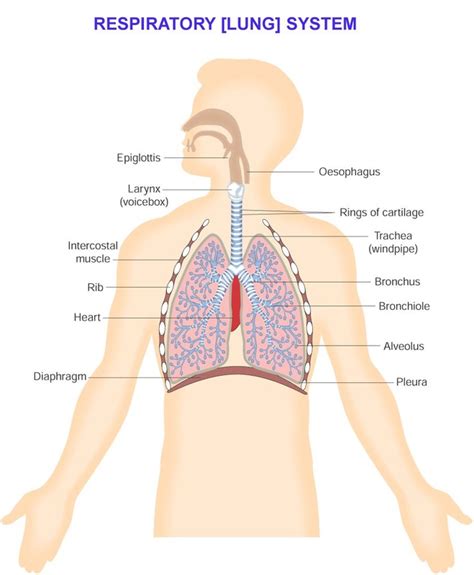 Breathing system - Science at St. Dominics