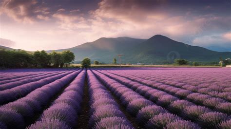 732 Lavender Field Photos Pictures And Background Images For Free