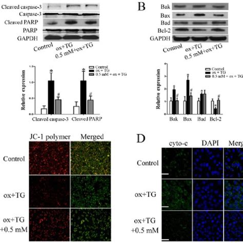 Metformin Attenuated Oxidized Low Density Lipoprotein Ox LDL Induced