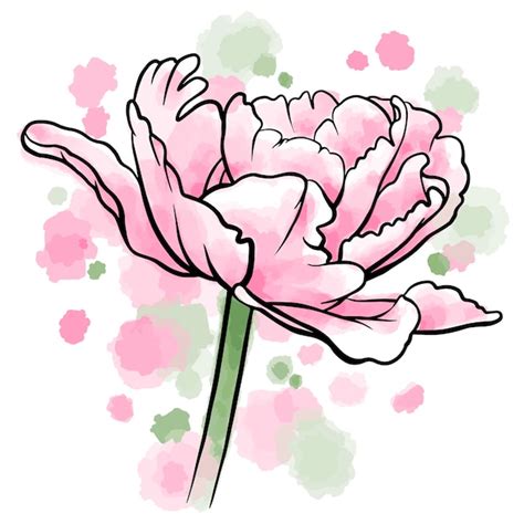 Ilustração em vetor de flor de tulipa rosa aquarela manchada