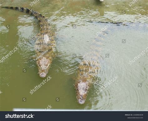 Crocodiles Under Water Long Xuyen Crocodile Stock Photo 2100903034 ...