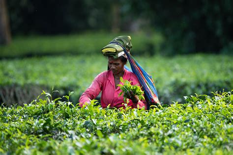 Assam The Indian Capital Of Tea And Tigers Assam