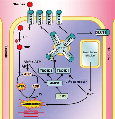 Regulation Of Glucose Uptake During Exercise And Muscle Contractions