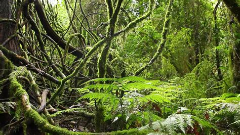 Tree Vines - Rainforest - Australian Landscape This Rainforest Landscape Is An Endemic Temperate ...