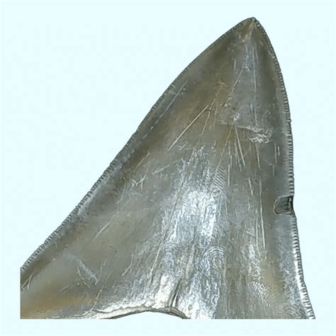 Massive Museum Quality Megalodon Shark Tooth · L1: 4.95 L2: 7.81 ...