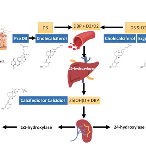 Pdf Vitamin D Sources Metabolism And Deficiency Available