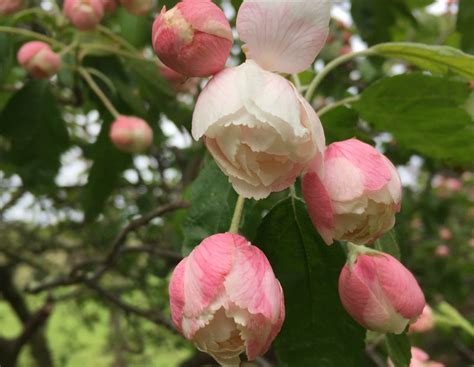 Planting small flowering trees - Anthony Tesselaar Plants