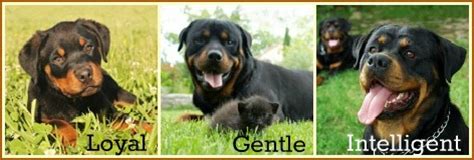 Rottweiler Facts | A-Love-Of-Rottweilers