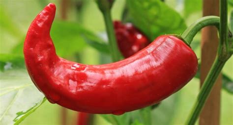 Imagen gratis: naturaleza, jardín, pimienta de Chile, hoja, árbol