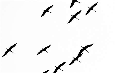 Minimalist Bird Wallpapers - Top Free Minimalist Bird Backgrounds ...