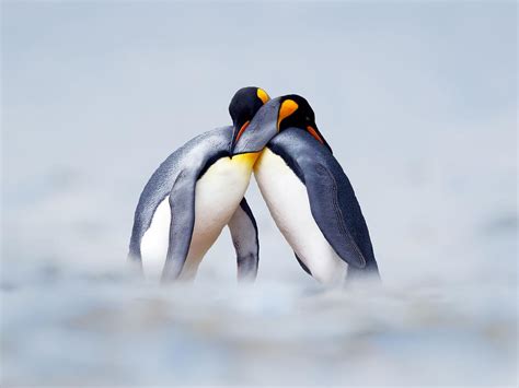 Do Penguins Mate For Life? | Birdfact