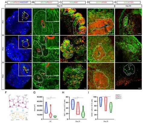 Ijms Free Full Text Brain Regional Identity And Cell Type