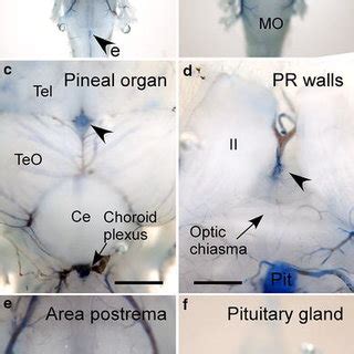 External View Of Evans Blue Eb Dye Extravasation In Mudskipper Brain