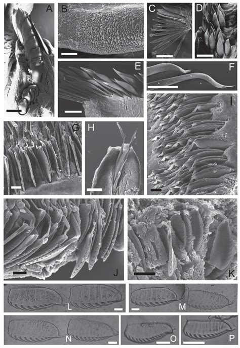 The chaetae of Mesochaetopterus tingkokensis n. sp. A-K, SEM ...