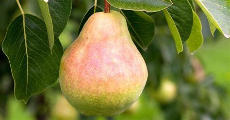 How to Grow and Care for ‘Bartlett’ Pear Trees | Gardener’s Path