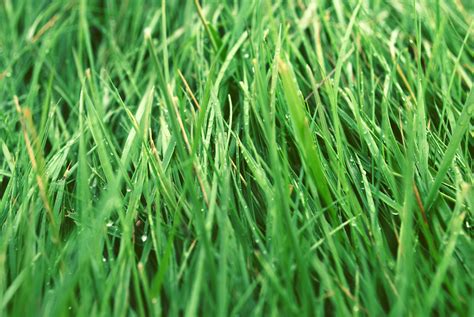 Grass Blade Close Up 