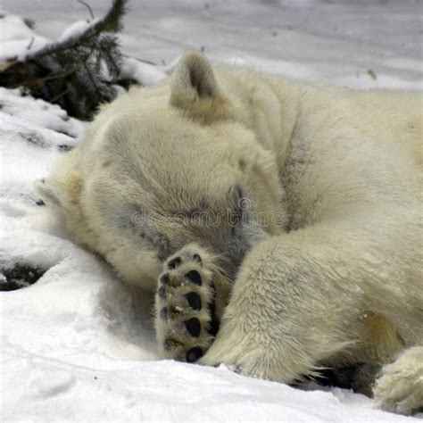 Polar Bear stock photo. Image of sleep, polar, white, hibernation - 84824