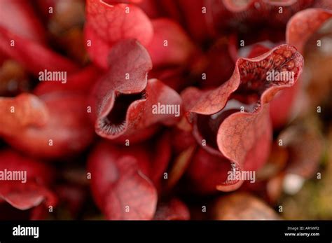 La Lanzadora común planta sarracenia purpurea venosa sarraceniaceae ssp