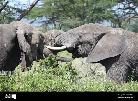 Two Competing Male African Bush Elephants Loxodonta Africana