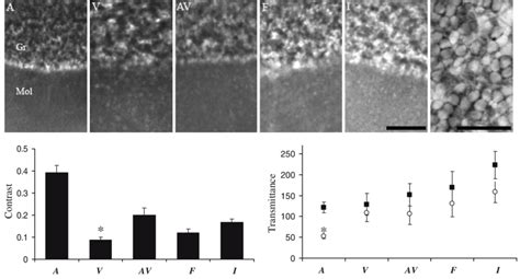 Photomicrographs Taken From Nadph Diaphorase Reacted Sections Of The