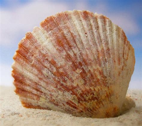 Choose the Shell you Prefer and Listen to its Story About Your ... 