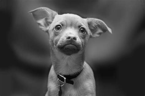 puppy black and white Free Photo Download | FreeImages