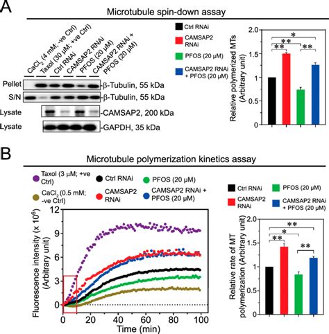 CAMSAP2 KD That Blocks PFOS Mediated Sertoli Cell TJ Barrier Disruption