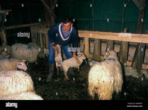 French Basque Man Shepherd Separating Lambs From Ewes Lambs Ewes