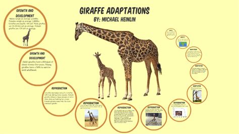 Adaptations of a Giraffe’s Neck: An Overview – Nature Blog Network