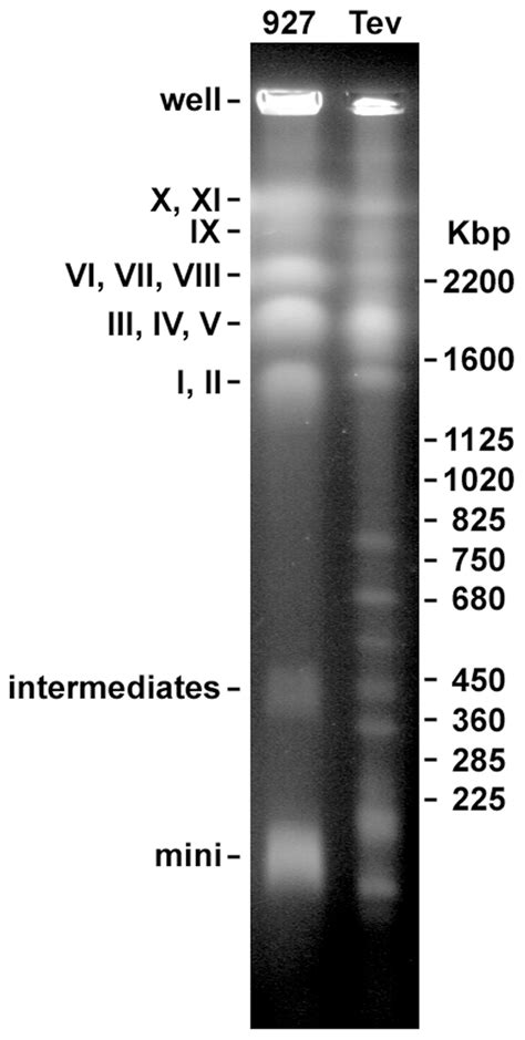 Pulse Field Gel Electrophoresis Comparing Chromosomes Of T Evansi