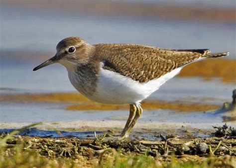 Common Sandpiper - BirdWatch Ireland