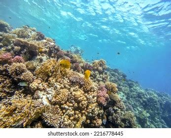 Bluecheek Butterflyfish Royalty Free Images Stock Photos