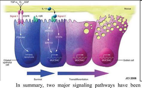 Figure 2 From Critical Roles Of Foxa2 And Spdef In Regulating Innate