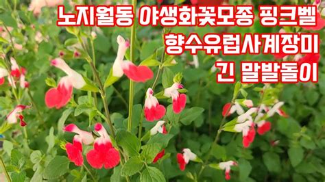 야생화꽃모종 다년생꽃모종 노지월동식물 말발돌이 금낭화 이끼용담 유럽사계장미 Youtube