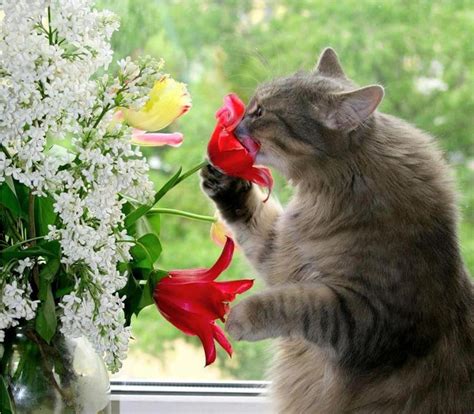 Cat With Flowers Cats Cute Cats Crazy Cats