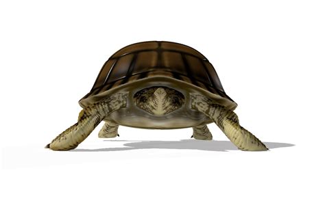 3D Rigged Tortoise Turtle Animation - TurboSquid 1391604