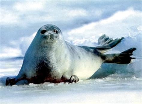 Caspian Seal Ocean Treasures Memorial Library