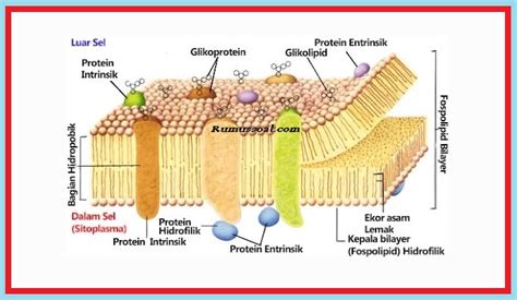 Gambar Struktur Membran Plasma Ujian