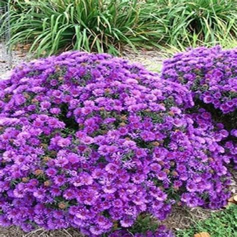 Budburst New England Aster Purple Dome