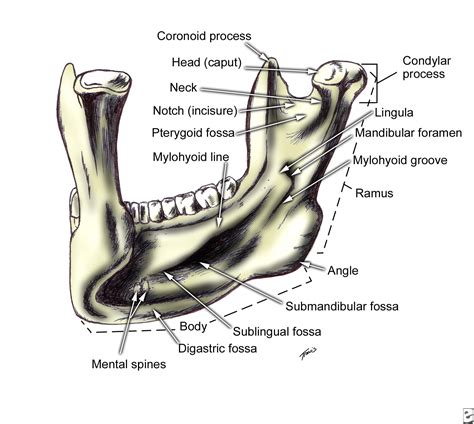 ORAL & MAXILLO-FACIAL SURGERY: Facial Bone Anatomy | Anatomy, Dental