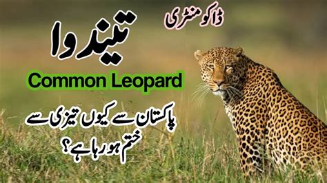 Leopard Of Pakistan Info And Status Of Common Leopard Wildlife Of