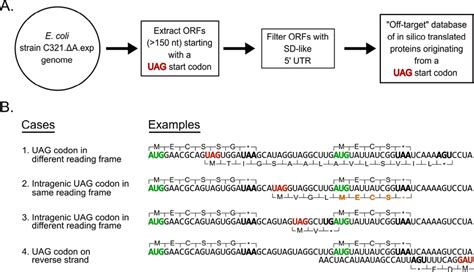 Method Used To Create Uag Open Reading Frame Off Target Protein