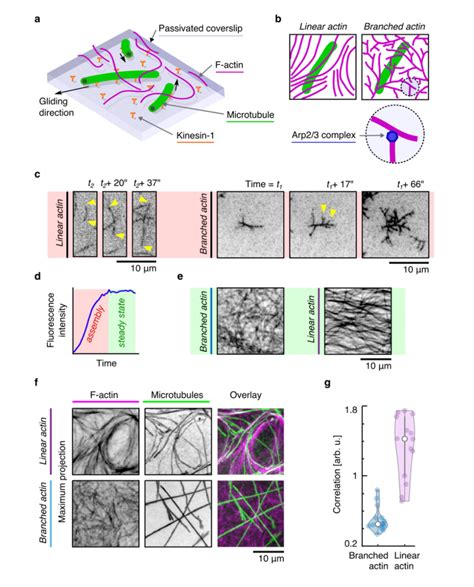 Microtubule Gliding Assay In The Presence Of Actin Networks A