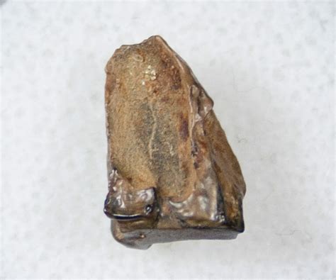 .46" Ceratopsid Dinosaur Tooth - Judith River (#17654) For Sale ...